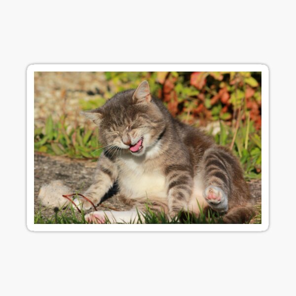 Giggling cat Sticker