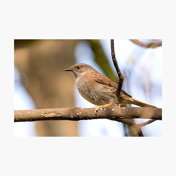 Aperçu de l'œuvre Dunnock (Prunella modularis) créée et vendue par lmaiphotography.