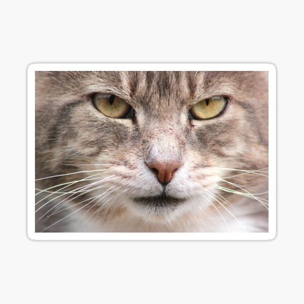 Close-up of tabby cat Sticker