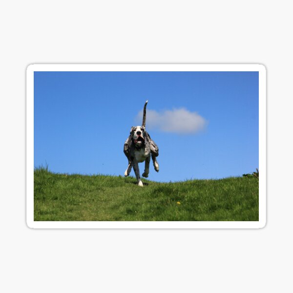 Running great dane Sticker