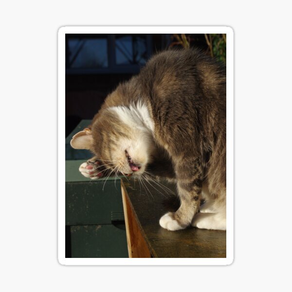 Hangover cat Sticker