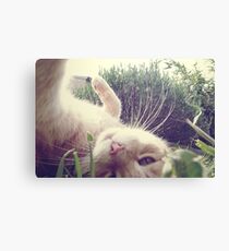 _ playful _ Canvas Print
