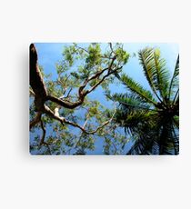 Annaburroo for Breakfast Canvas Print