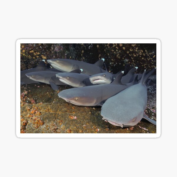 Get The Combo-Pack Sticker