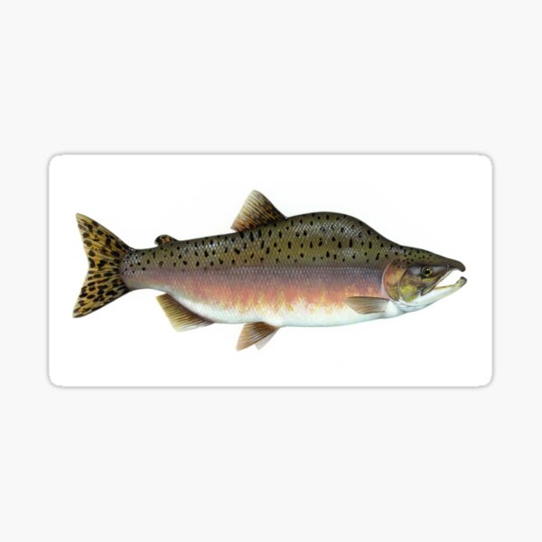 Item preview, Salmon Artwork  designed and sold by BravuraMedia.