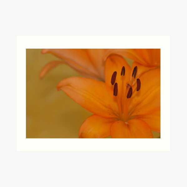 Orange Lilies Art Print