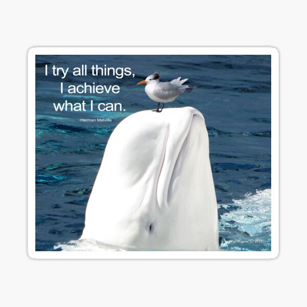 Melville Sticker