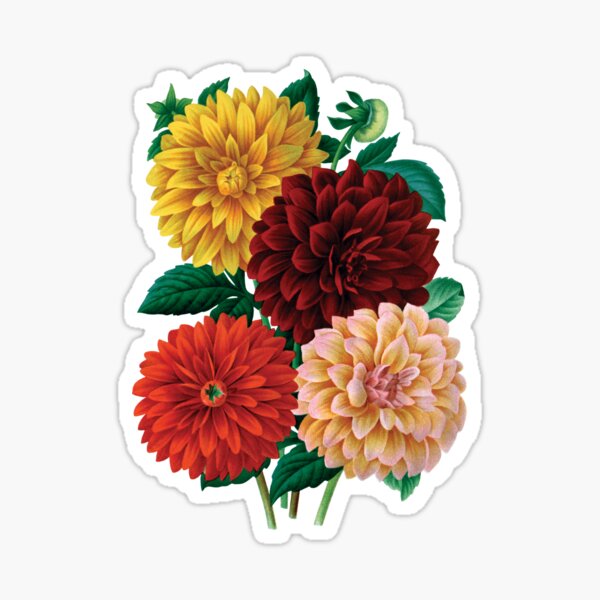 Vintage Dahlias Sticker