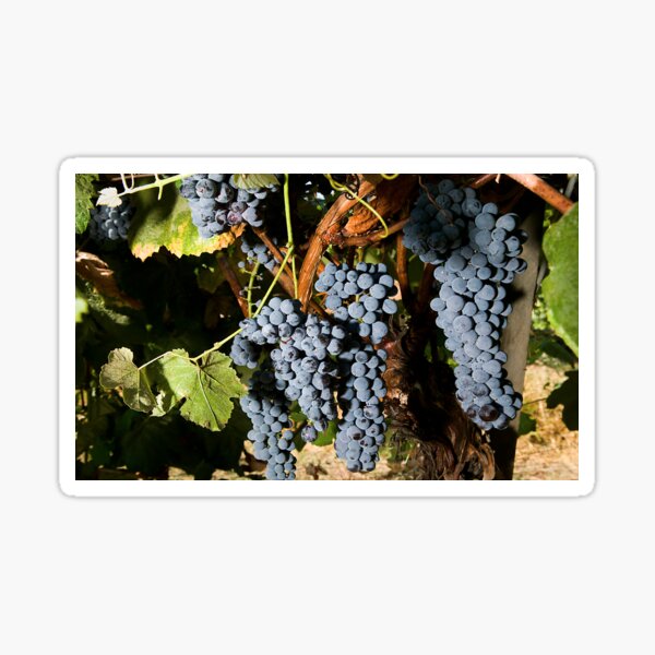 Grapes Vineyard Sticker