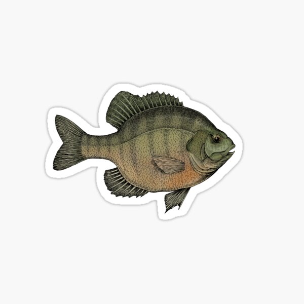 Crappie Sticker