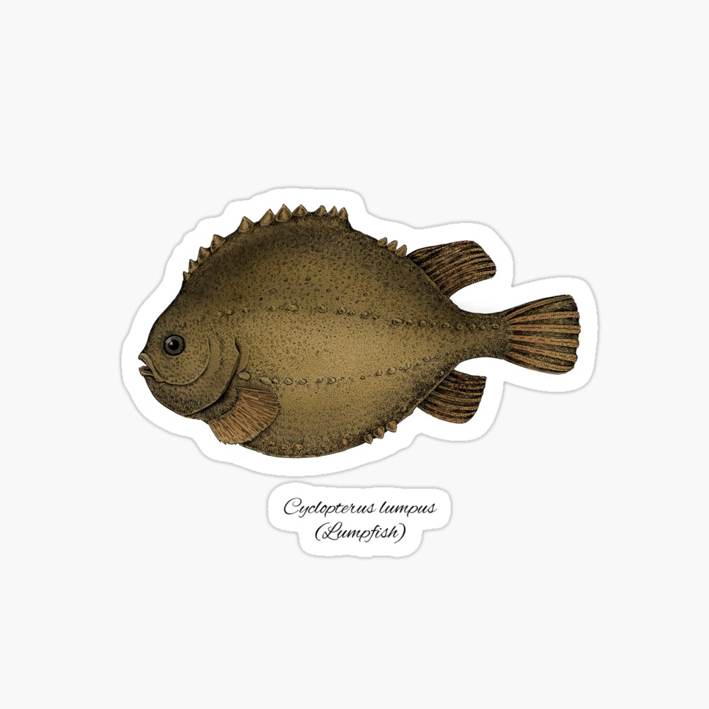 lumpfish pet price