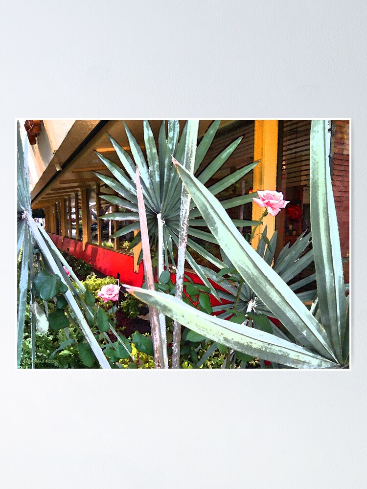 Alternate view of Pink Roses Poster