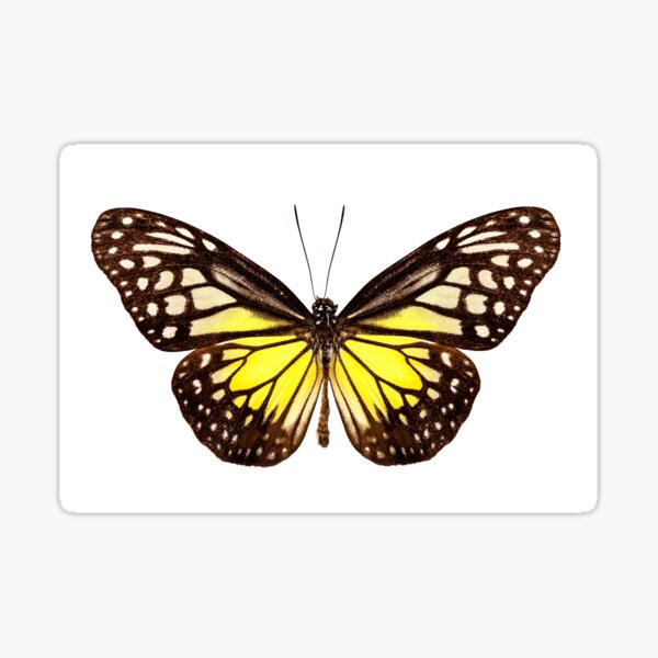 Butterfly species Parantica aspasia common name "Yellow Glassy Tiger" Sticker