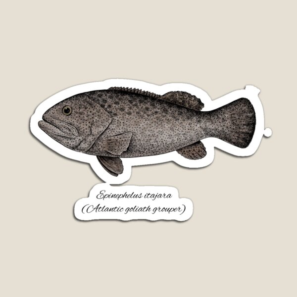 Goliath Grouper Gifts & Merchandise Redbubble