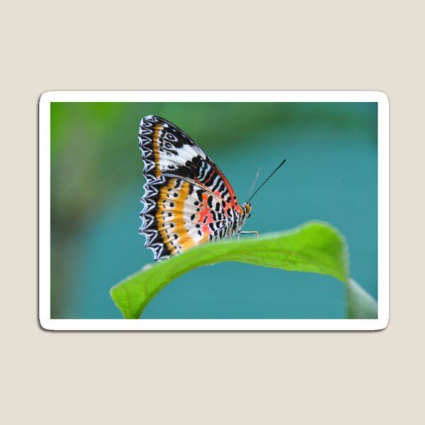 Item preview, Malay Lacewing designed and sold by Poete100.