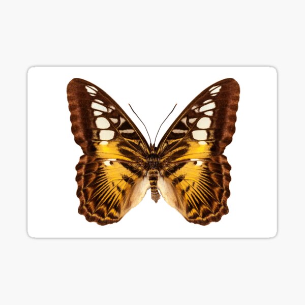 Item preview, Butterfly species Parthenos sylvia "Clipper butterfly" designed and sold by paulrommer.