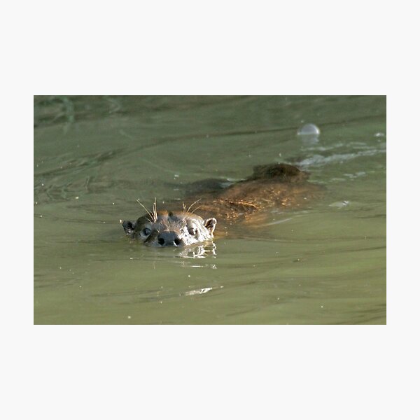Wild otter! Photographic Print