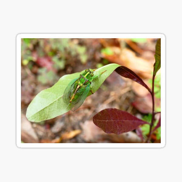 Item preview, April Green Cicada - NZ designed and sold by AndreaEL.