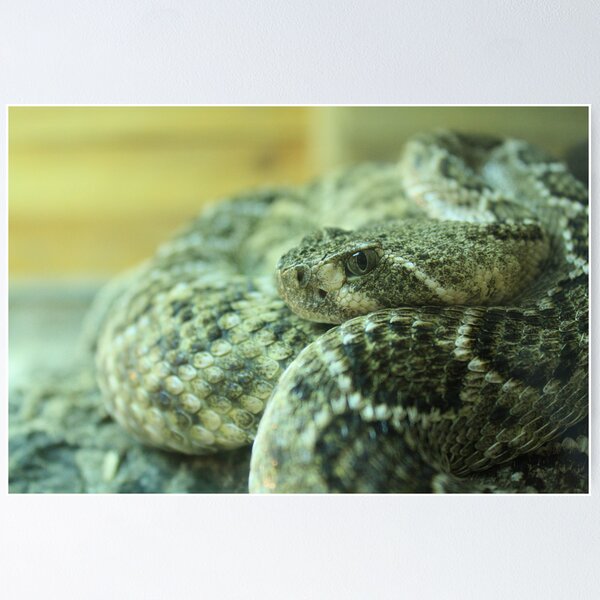 Item preview, "Viperidae":  latin name for vipers designed and sold by Elisa2beta.