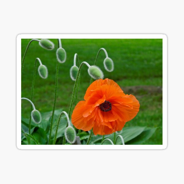 Item preview, Orange Poppy & Buds designed and sold by ginawaltersdorf.