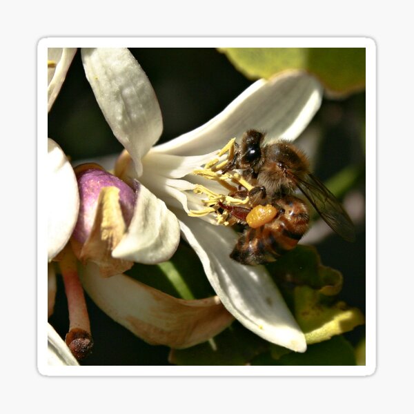 Item preview, " Lets talk about the bees and such " designed and sold by CanyonWind.