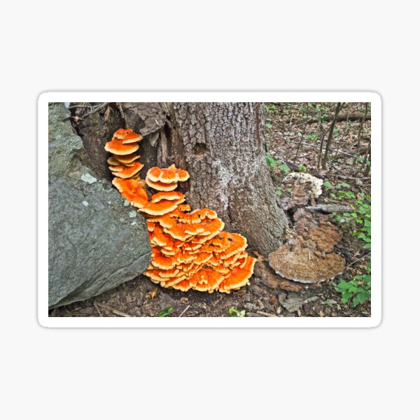 Chicken Of The Woods Fungi - Laetiporus sulphureus Sticker