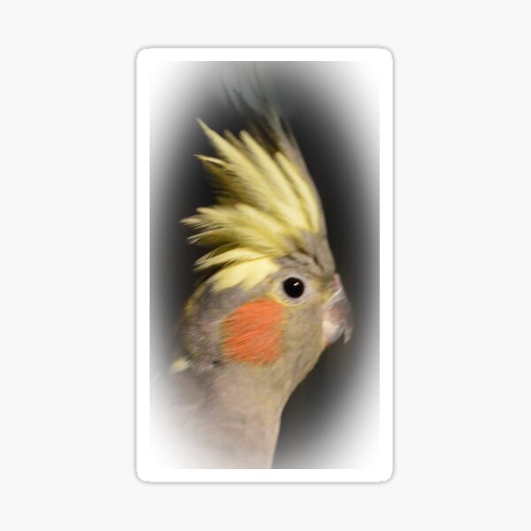 Cockatiel Close-up Sticker