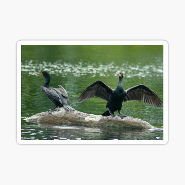 Cormorant Stretching Wings Sticker