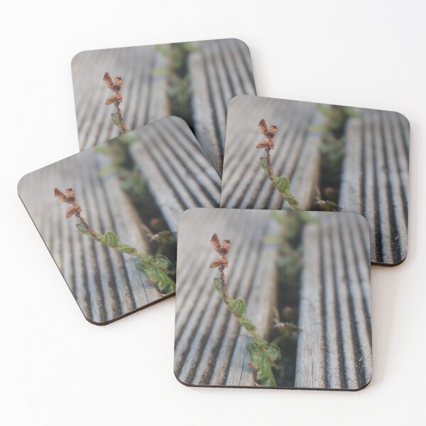 Item preview, Fern growing through deck designed and sold by LeighsDesigns.