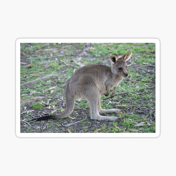 Item preview, Young Kangaroo designed and sold by Steve9.