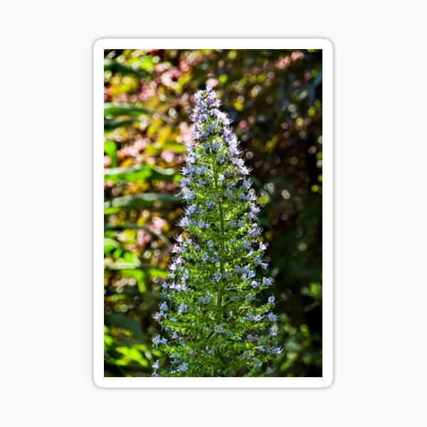 Tower of Jewels - Echium Pininana Sticker