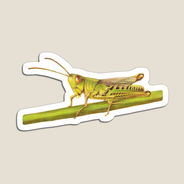 Grasshopper Magnet