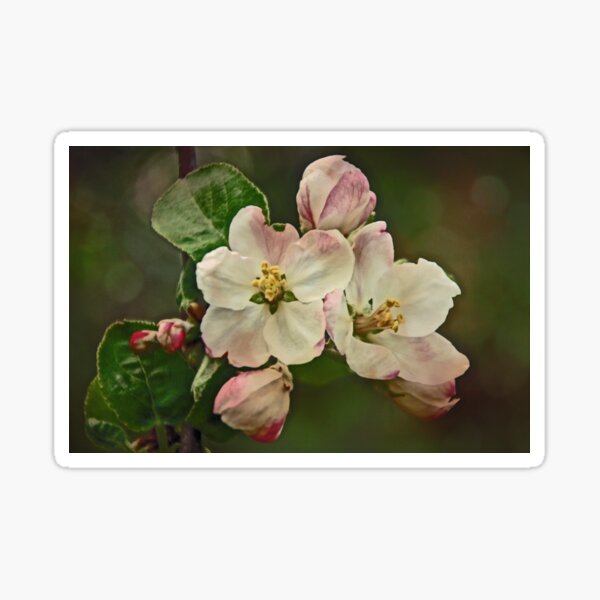 Apple Blossom Time #1 Sticker