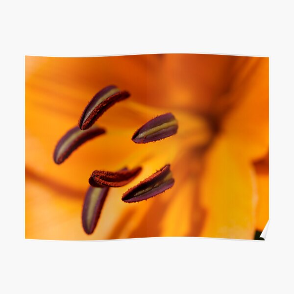 sunshine Poster