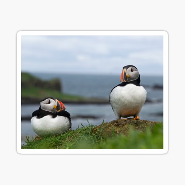 Item preview, Puffins designed and sold by Karen Miller.