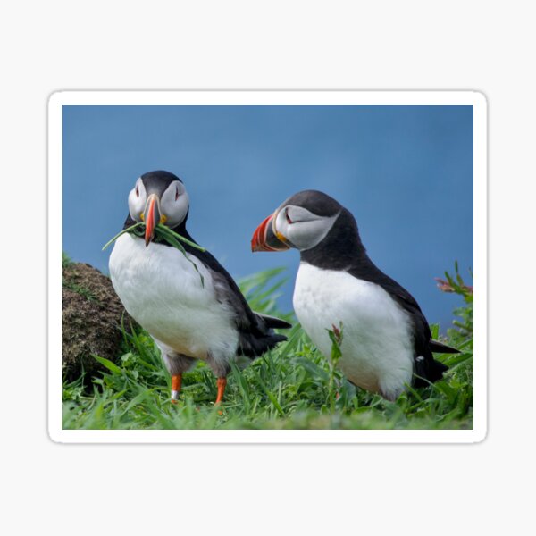 Item preview, Puffins designed and sold by Karen Miller.