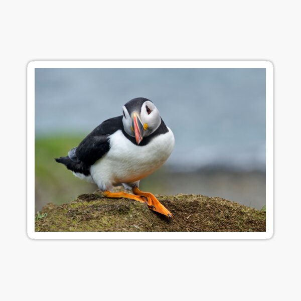 puffin Sticker