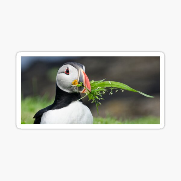 Item preview, Puffin nestbuilding designed and sold by Karen Miller.