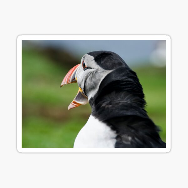 Item preview, Puffin designed and sold by Karen Miller.