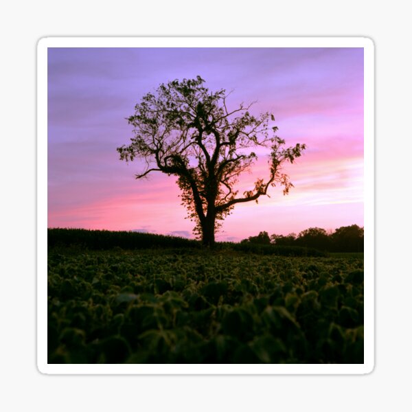 Summer Tree Sticker