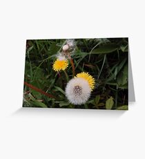 Dandy? Greeting Card