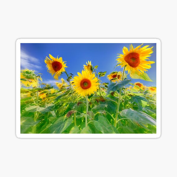 Happiness Shines Through Sticker