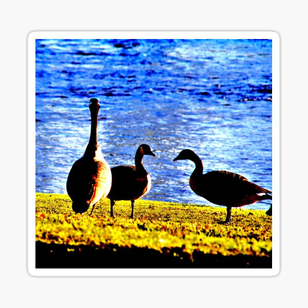 Boosted Geese Sticker