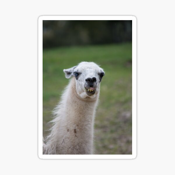 Llama Teeth Stickers for Sale