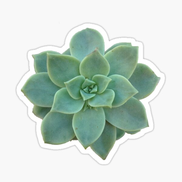 Succulent Sticker