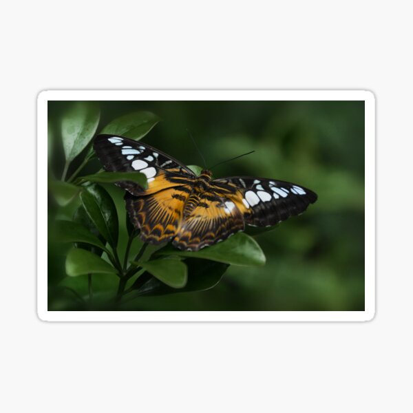 Item preview, Brown Clipper...Parthenos sylvia designed and sold by Poete100.