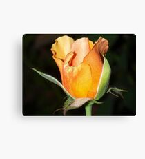 Peachy bud against black Canvas Print