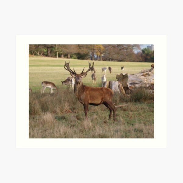 The Confident Red Deer Art Print