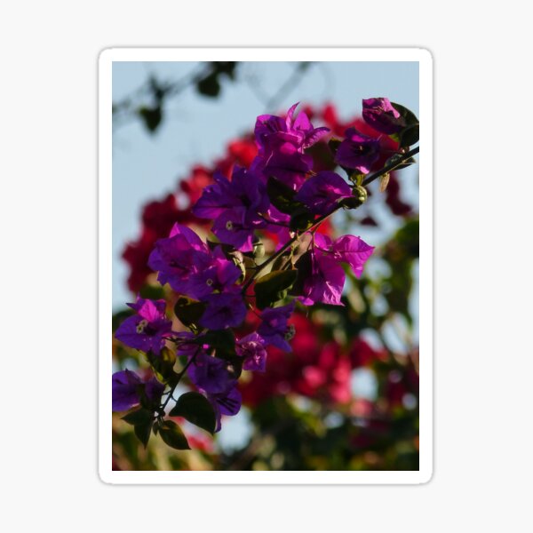 bougainvillea I - buganvilla Sticker