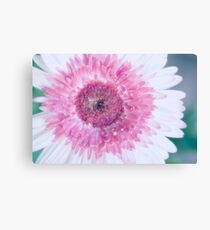 Gerbera Daisy "Rainbow" Leinwanddruck